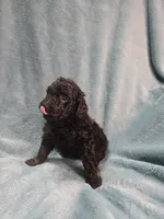Small black male , a male Poodle - Miniature  for sale in Canton, TX – 2 of 5