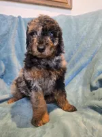 Blue eyed merle phantom , a male Poodle - Miniature  for sale in Canton, TX – 1 of 3