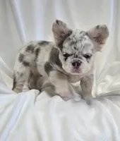 Fluffy lilac merle boy , a male French Bulldog for sale in Canton, TX – 3 of 5