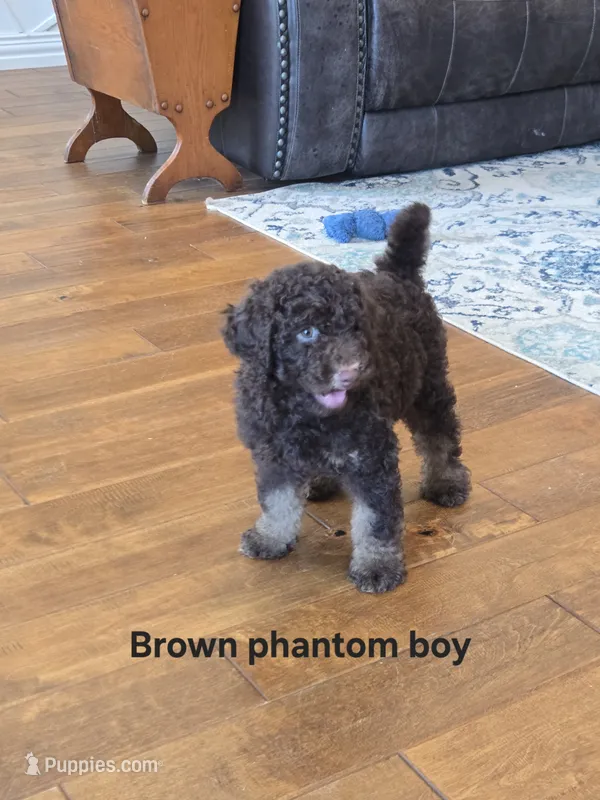 Brown phantom boy  – Poodle - Miniature  puppy for sale in Canton, TX