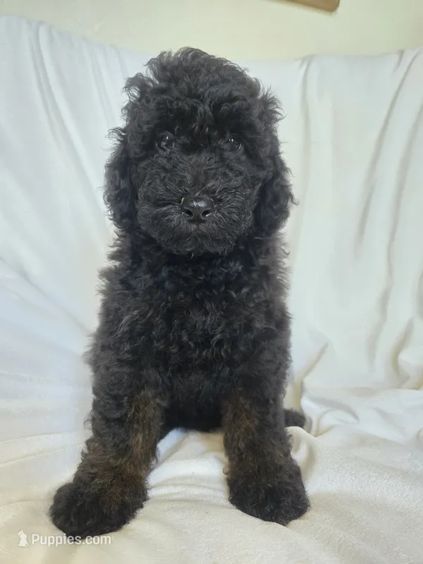 Black phantom boy – Poodle - Miniature  puppy for sale in Canton, TX