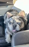 Fluffy lilac merle girl, a female French Bulldog for sale in Canton, TX – 5 of 5