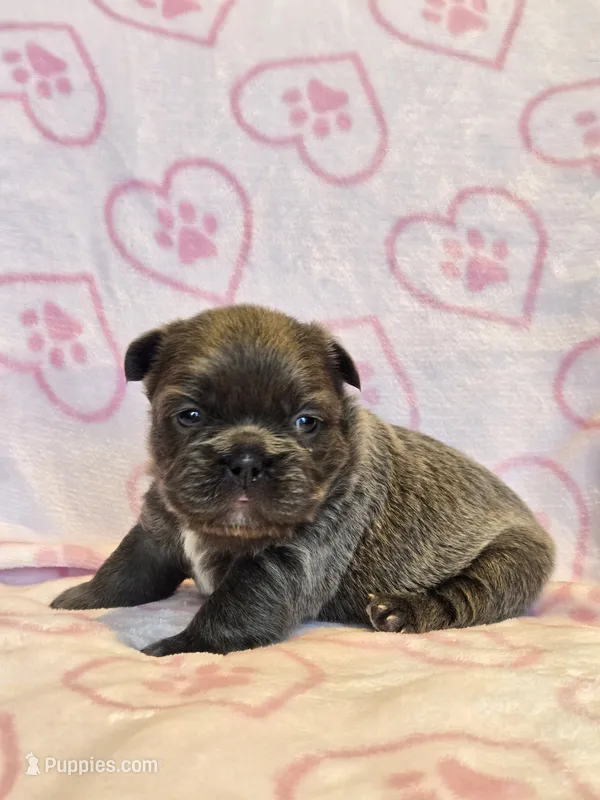 Fluffy Blue trindle girl  – French Bulldog puppy for sale in Canton, TX