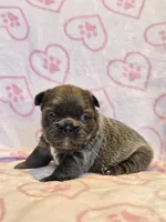 Fluffy Blue trindle girl , a female French Bulldog for sale in Canton, TX – 1 of 5