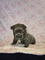 Fluffy Blue trindle girl , a female French Bulldog for sale in Canton, TX – 2 of 5