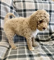 Cream Male, a male Poodle - Standard  for sale in Ashland, VA – Photo 2 of 7