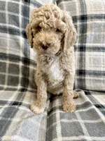 Cream Male, a male Poodle - Standard  for sale in Ashland, VA – Photo 1 of 7