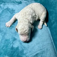 Cream Male, a male Poodle - Standard  for sale in Ashland, VA – Photo 5 of 7