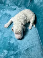 Cream Male, a male Poodle - Standard  for sale in Ashland, VA – Photo 2 of 4