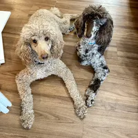 Cream Male, a male Poodle - Standard  for sale in Ashland, VA – Photo 7 of 7