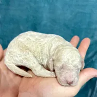 Cream Male, a male Poodle - Standard  for sale in Ashland, VA – Photo 4 of 7