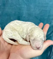 Cream Male, a male Poodle - Standard  for sale in Ashland, VA – Photo 1 of 4