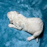 Cream Male, a male Poodle - Standard  for sale in Ashland, VA – Photo 6 of 7