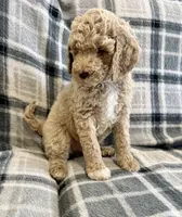 Cream Male, a male Poodle - Standard  for sale in Ashland, VA – Photo 3 of 7