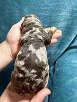 Big potato, a male Poodle - Standard  for sale in Ashland, VA – Photo 4 of 7