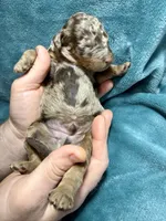 Big potato, a male Poodle - Standard  for sale in Ashland, VA – Photo 6 of 7