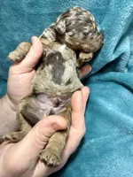 Big potato, a male Poodle - Standard  for sale in Ashland, VA – Photo 5 of 7