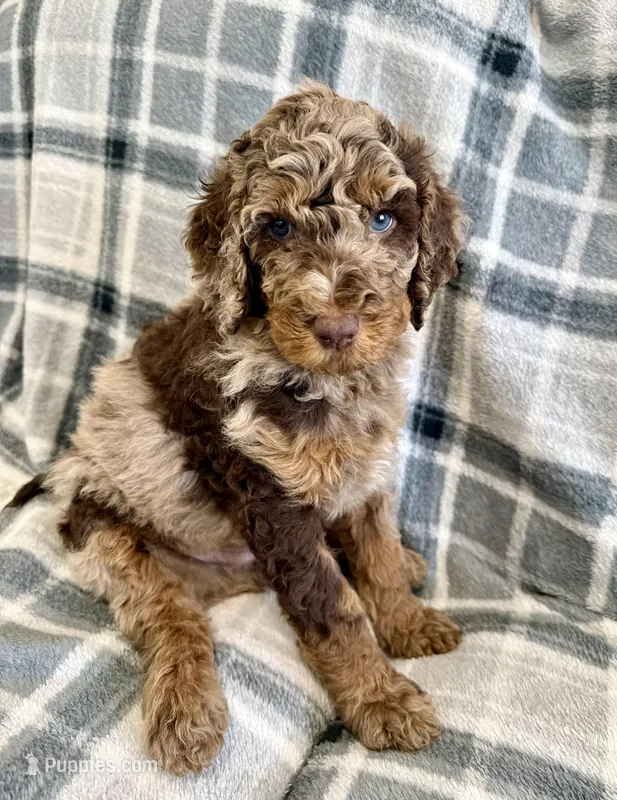Big potato – Poodle - Standard  puppy for sale in Ashland, VA