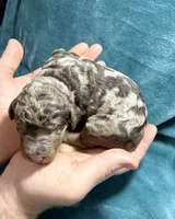 Big potato, a male Poodle - Standard  for sale in Ashland, VA – Photo 2 of 7