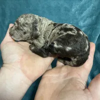 LJ, a male Poodle - Standard  for sale in Ashland, VA – Photo 5 of 8