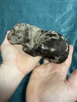 LJ, a male Poodle - Standard  for sale in Ashland, VA – Photo 2 of 5