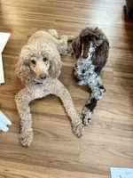 LJ, a male Poodle - Standard  for sale in Ashland, VA – Photo 5 of 5