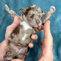 LJ, a male Poodle - Standard  for sale in Ashland, VA – Photo 7 of 8