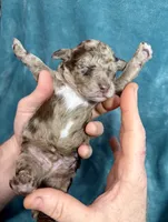 LJ, a male Poodle - Standard  for sale in Ashland, VA – Photo 4 of 5