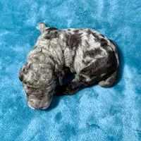 LJ, a male Poodle - Standard  for sale in Ashland, VA – Photo 4 of 8