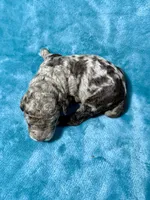 LJ, a male Poodle - Standard  for sale in Ashland, VA – Photo 1 of 5