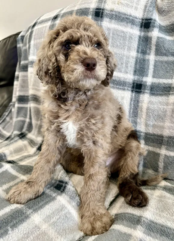 LJ – Poodle - Standard  puppy for sale in Ashland, VA
