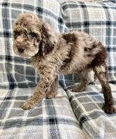 LJ, a male Poodle - Standard  for sale in Ashland, VA – Photo 3 of 8