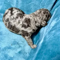 LJ, a male Poodle - Standard  for sale in Ashland, VA – Photo 6 of 8