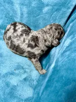 LJ, a male Poodle - Standard  for sale in Ashland, VA – Photo 3 of 5