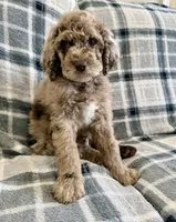 LJ, a male Poodle - Standard  for sale in Ashland, VA – Photo 2 of 8