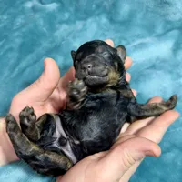 Black Phantom, a male Poodle - Standard  for sale in Ashland, VA – Photo 5 of 7