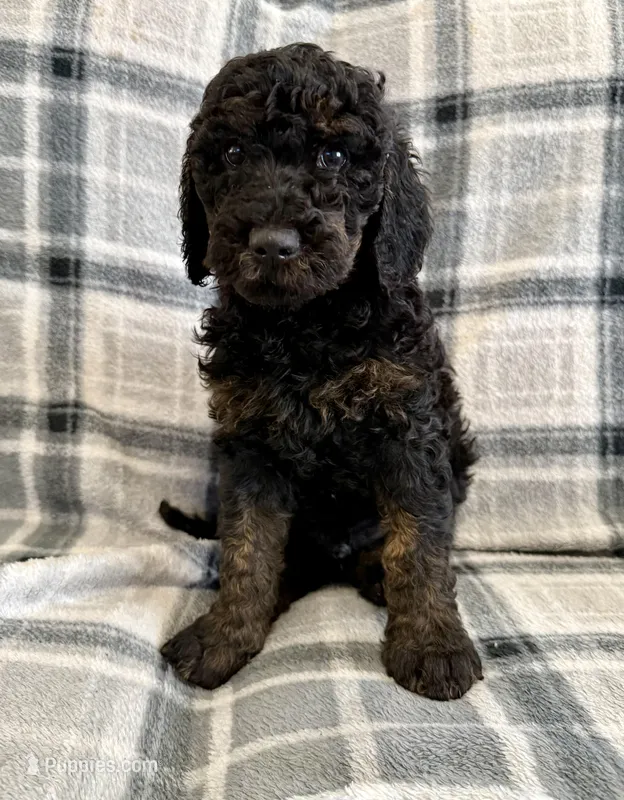 Black Phantom – Poodle - Standard  puppy for sale in Ashland, VA