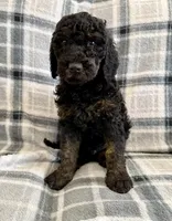 Black Phantom, a male Poodle - Standard  for sale in Ashland, VA – Photo 1 of 7