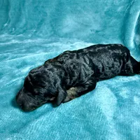 Black Phantom, a male Poodle - Standard  for sale in Ashland, VA – Photo 4 of 7