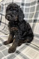 Black Phantom, a male Poodle - Standard  for sale in Ashland, VA – Photo 2 of 7