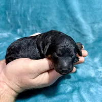 Black Phantom, a male Poodle - Standard  for sale in Ashland, VA – Photo 6 of 7