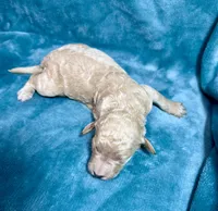 processed/c16bc10b-38a2-460f-a507-02c3a82493bc/listing/98a4e0d0-7288-45f2-b857-6947ee08e3f6/32cff020-08bd-45c1-be85-eb6d476e1c0a