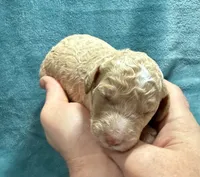 Apricot Male, a male Poodle - Standard  for sale in Ashland, VA – Photo 1 of 5