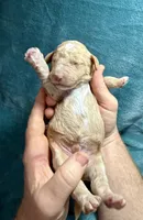 Apricot Male, a male Poodle - Standard  for sale in Ashland, VA – Photo 3 of 5