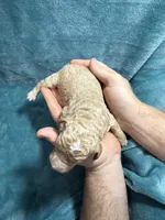 Apricot Male, a male Poodle - Standard  for sale in Ashland, VA – Photo 4 of 5