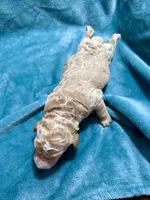 Apricot Male, a male Poodle - Standard  for sale in Ashland, VA – Photo 2 of 5