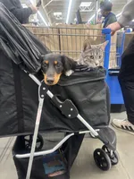 Dalton, a male Miniature Dachshund for sale in West Bridgewater, MA – 3 of 4