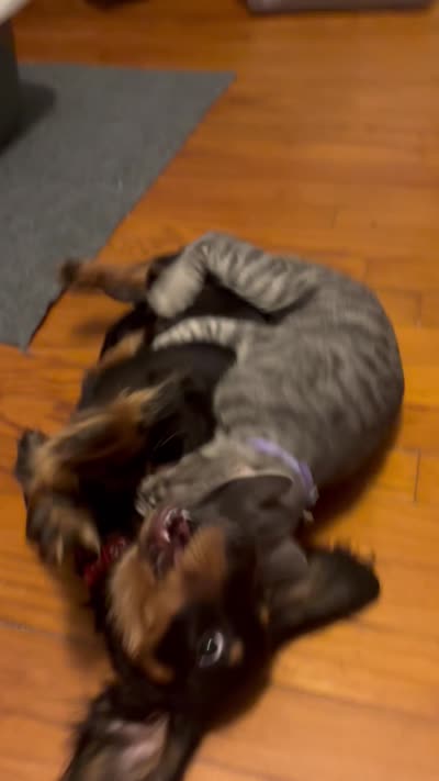 Dalton, a male Miniature Dachshund for sale in West Bridgewater, MA – 4 of 4
