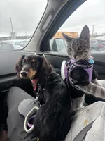 Dalton, a male Miniature Dachshund for sale in West Bridgewater, MA – 2 of 4