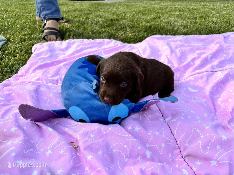 Gigi  – Labrador Retriever puppy for sale in Sacramento, CA
